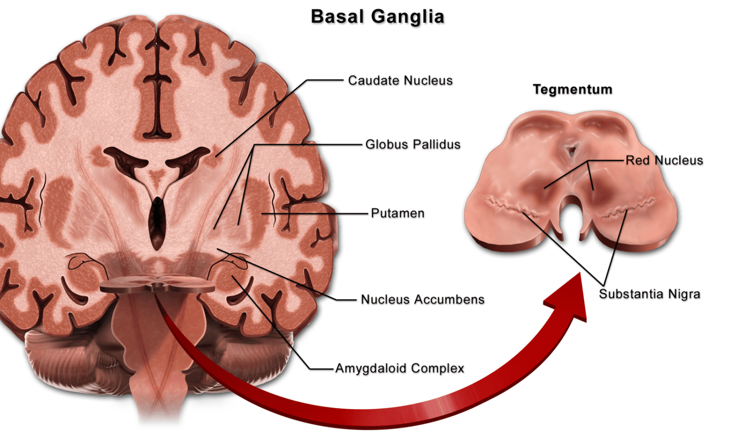 Basal ganglia and infant brain damage - birth injury