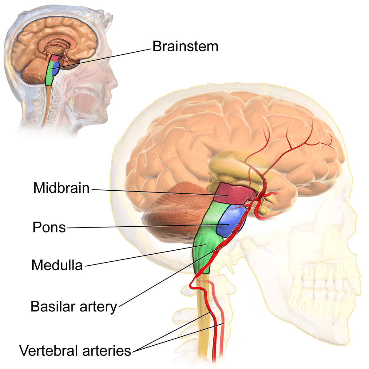 Hypoxic Ischemic Encephalopathy (HIE) and Brainstem Damage