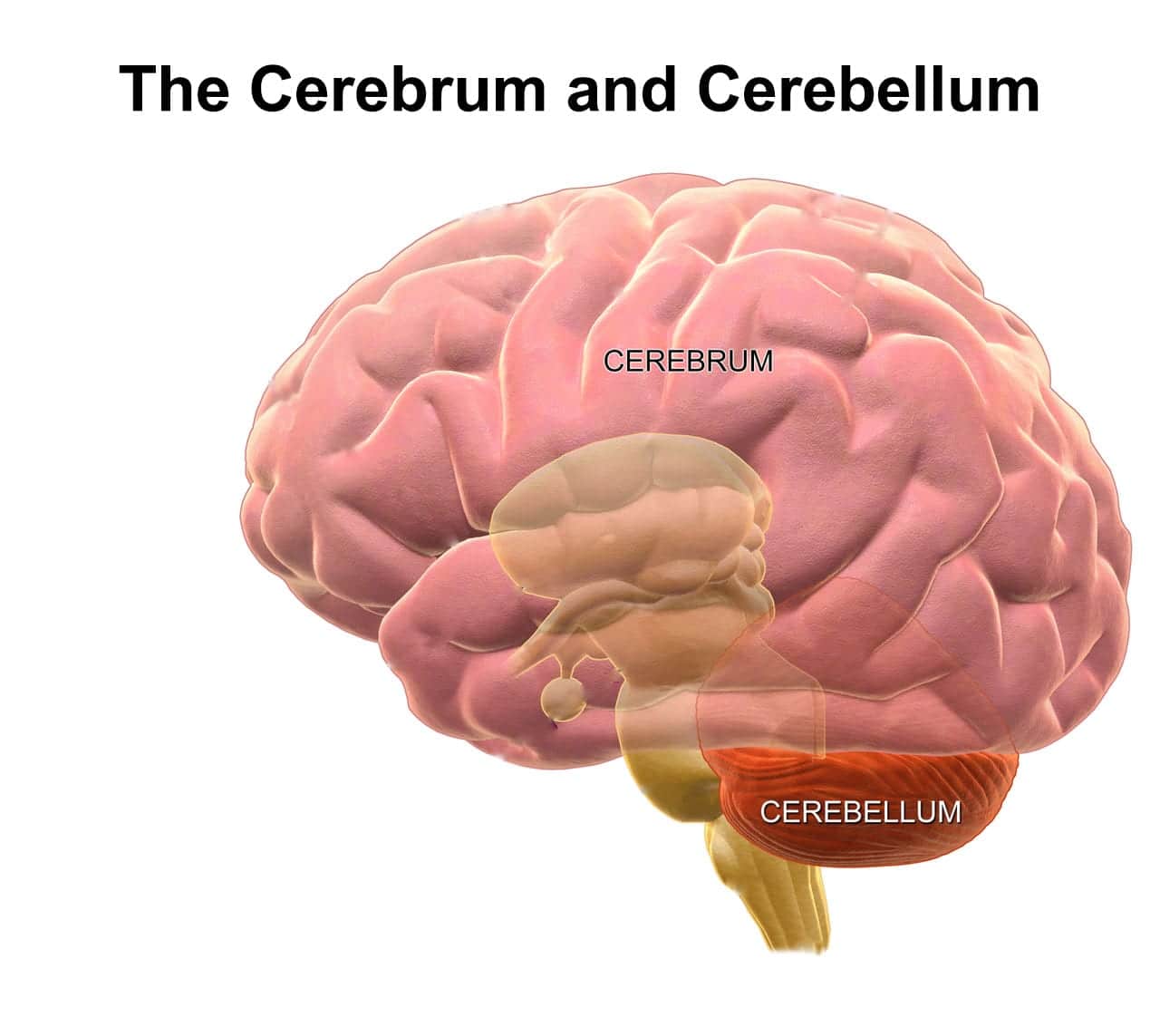 Hypoxic Ischemic Encephalopathy and Damage to the Cerebellum