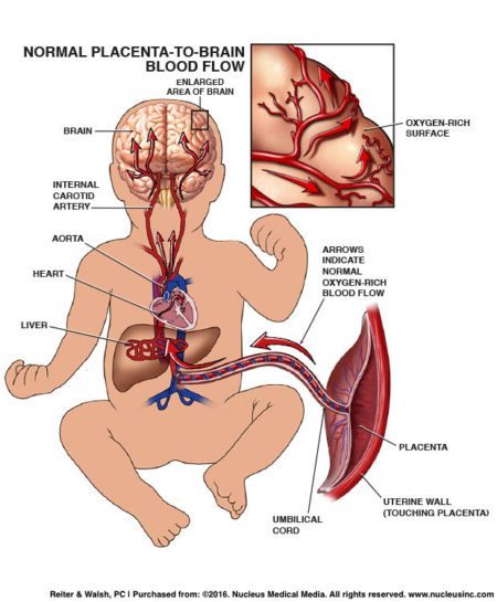 fetal circulation; placenta; umbilical cord; fetal oxygenation