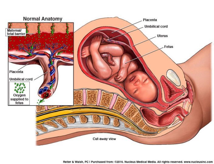 placenta; fetal oxygenation; pregnancy; umbilical cord