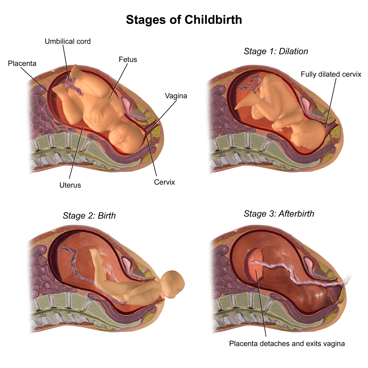 Stages of delivery; pregnancy; labor and delivery; childbirth