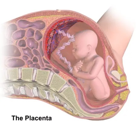 In a normal pregnancy, the placenta remains attached to the uterine wall until the baby is born.